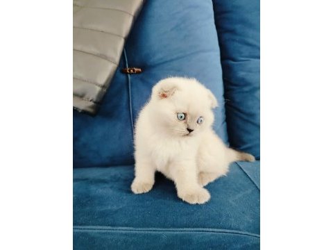 Scottish fold yavruları