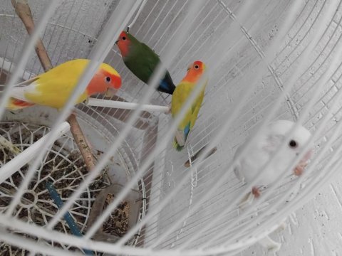 Konyada cennet ve sevda papağanı