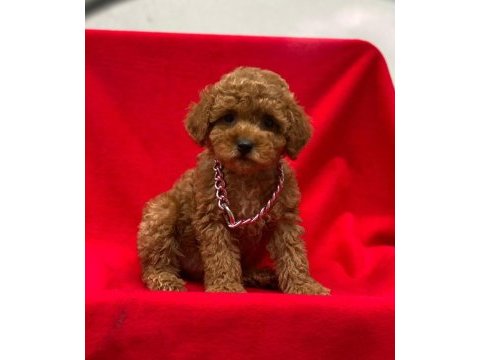 Toy poodle tavrular