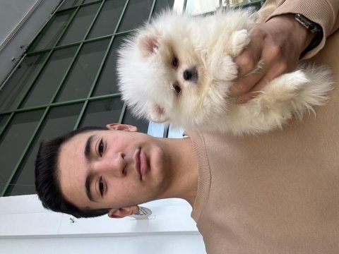 Gerçek kore kan ayı surat pomeranian boo yavrular