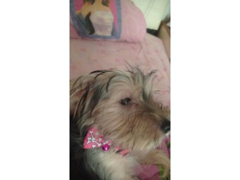3 aylık morkie