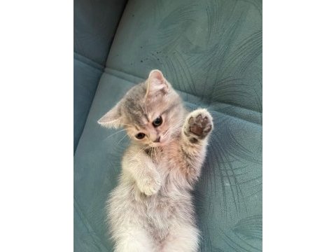 British shorthair golden