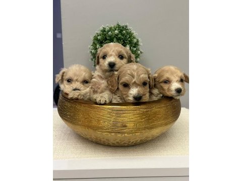 Maltipoo bebekler