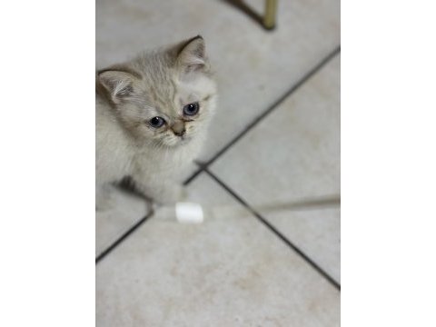 Safkan uysal oyuncu yavru kedilerimiz kolay denk gelmez