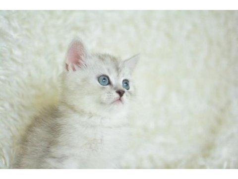Oyuncak bebek silver british shorthair ns24