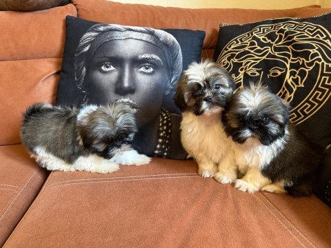 Shih tzu safkan yavrular