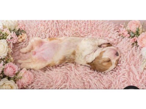Sağlıklı ve çok sevecen yapılı cavalier king charles