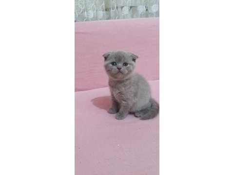 Saf kan ayı surat scottish fold yavrular
