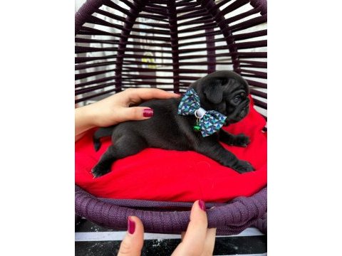Rezerveye açık pug yavrular