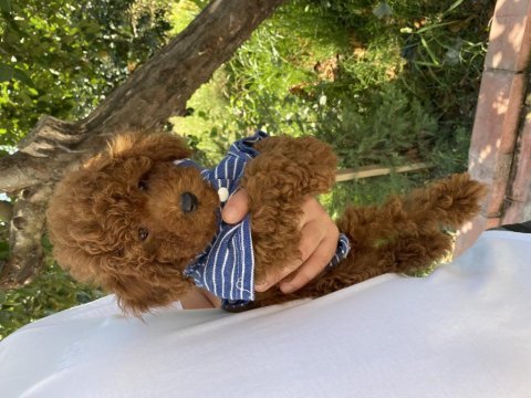 Poodle bebekler