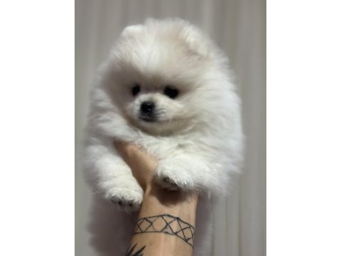 Pomeranian boo 3.5 aylık