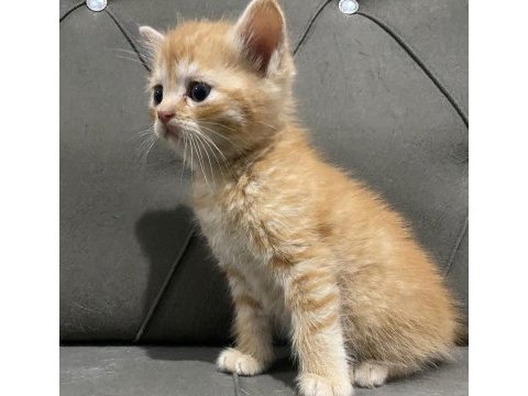 2 aylık british longhair ve siyam yavrular yuva arıyor