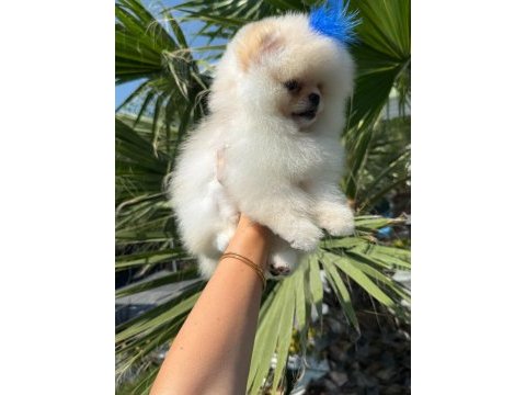Üst kalite teddy bear garantili pomeranian yavrularım