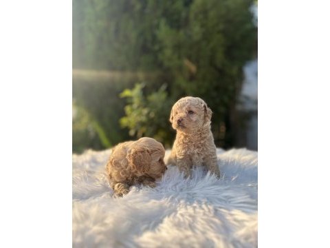 F2 maltipoo bebeklerimiz