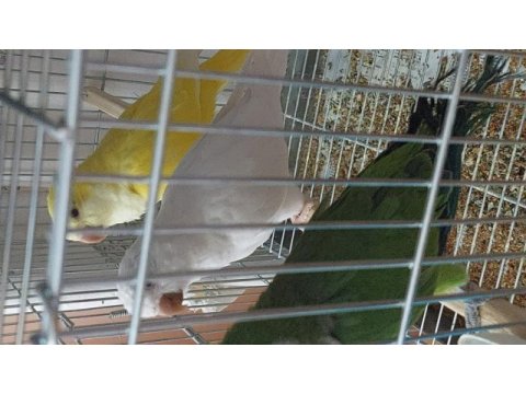 Sarı beyaz ve yeşil monklar 4 aylık full evcil