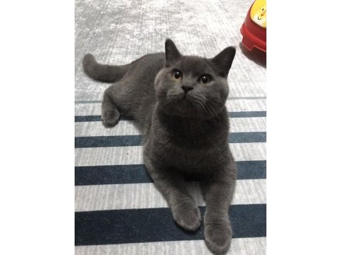 7 aylık british shorthair erkek