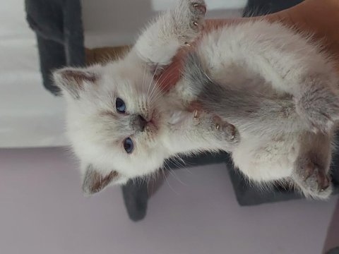 Isparta..a kalite safkan ırk garantili orj.cins yavrular