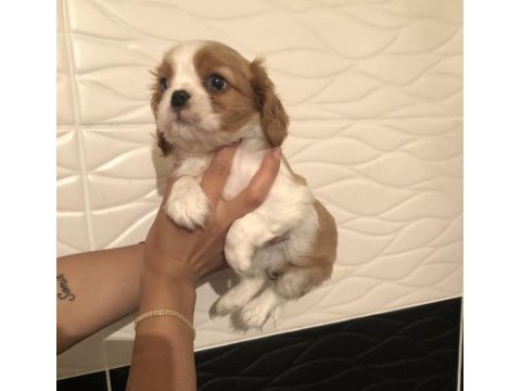 Ev ortamında aşılı cavalier king charles