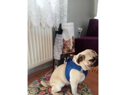 Eğitimli pug