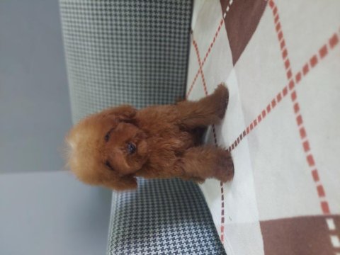 Toy poodle erkek yavru kedimiz