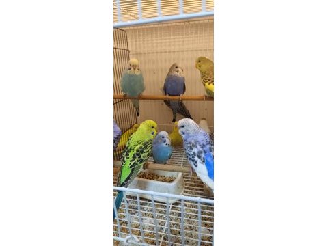 Bebek muhabbet kuşu yavrular