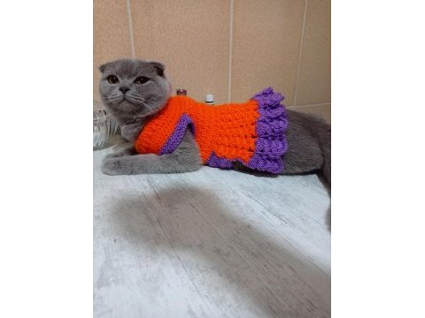 Scottish fold kedime ömürlük yuva