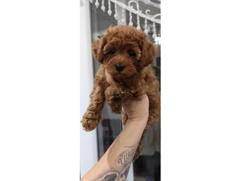 Kıvırcık poodle prenses