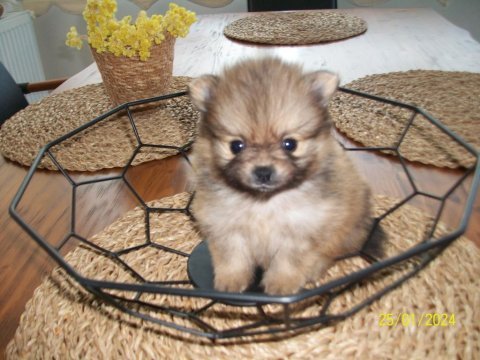 Pomeranian tecup 2 adet 1 aylık erkek yavrular