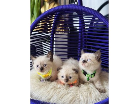 British shorthair chocolate point yavrular