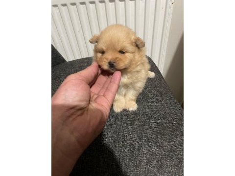 Pomeranian yavrularımız sizleri bekliyor