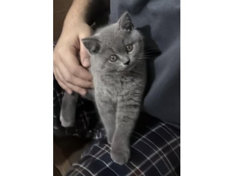 2 aylık british shorthair erkek yavru