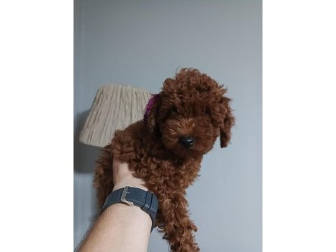 Irk garantili red braun korea kan toy poodle