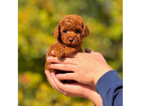 2.5 aylık dişi toy poodle bebeğimiz