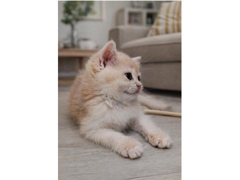 Lilac golden dişi yavru cy 12 british