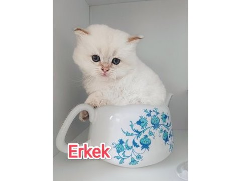 British longhair erkek