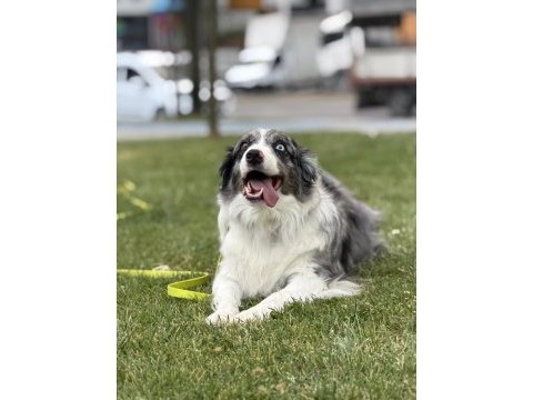Ev eğitimli border collie kızımız