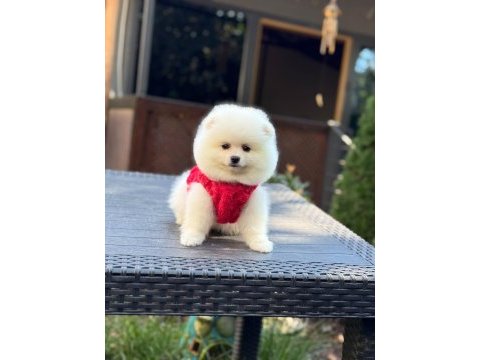 Yavru pomeranian boo köpekler