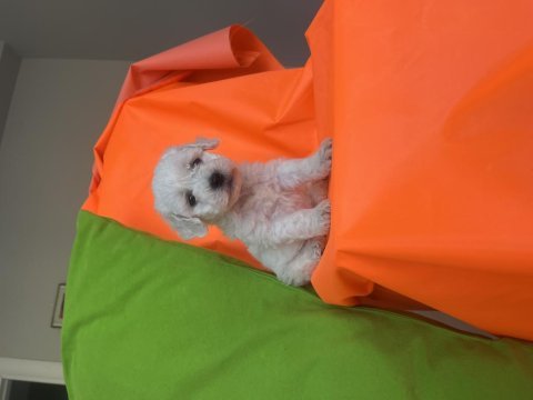 Maltese terrier köpeğimiz