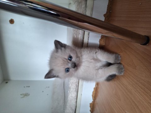 British shorthair bebeklerimiz