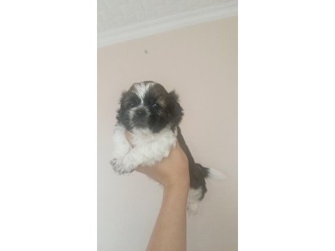 Shih tzu yavrular
