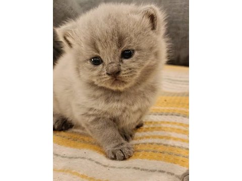Duman rengi minnoş british shorthair yavrular