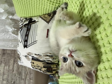 British shorthair ny11 golden yavru