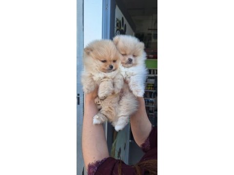 Pomeranian boo yavrular