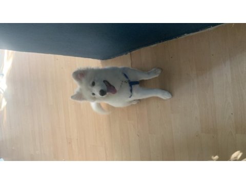 3 aylık yavru erkek samoyed