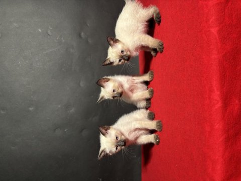 Mükemmel kalite siyam kedisi bebekler