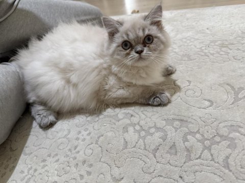 Beyaz british longhair