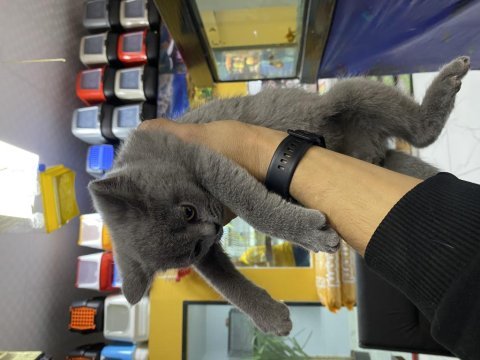 Cins tatlı ve çok oyuncu british shorthair