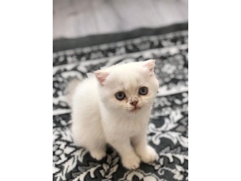 Scottish fold dişi mavi gözlü beyaz kedimiz