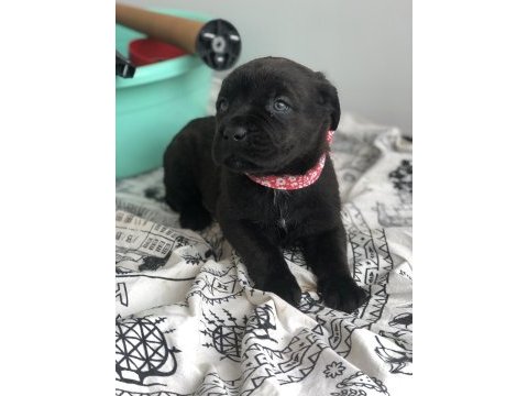 Çok özel renk, uygun ve kaliteli ırk garantili cane corso