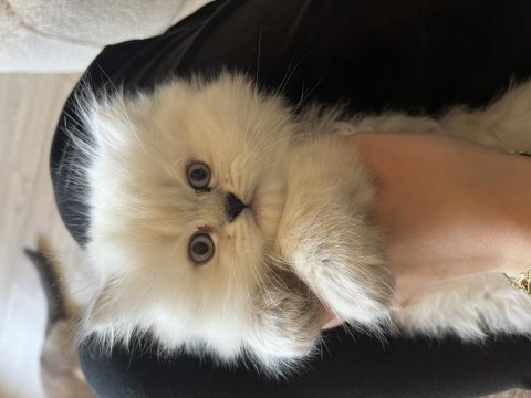 British longhair cins kedimiz erkek